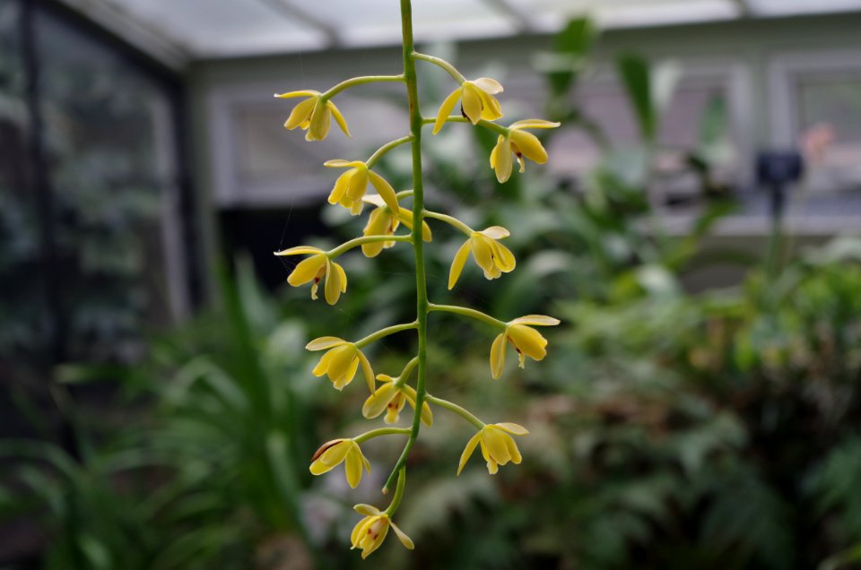 Orchidée - Kew Gardens