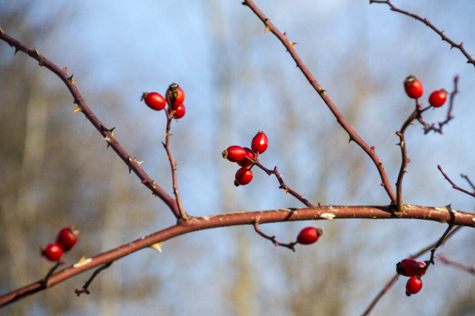 The fruit of the rose nature hard