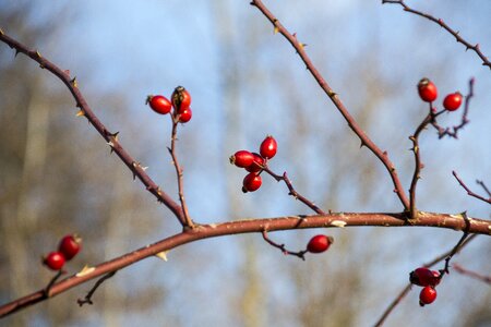 The fruit of the rose nature hard
