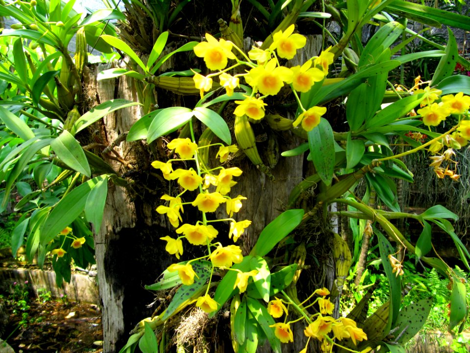 Orchidées de Thailande 2