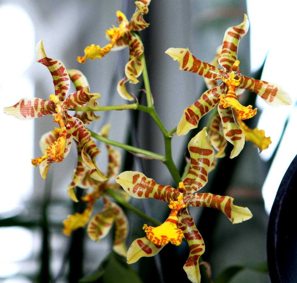 Orchid 1 unknown