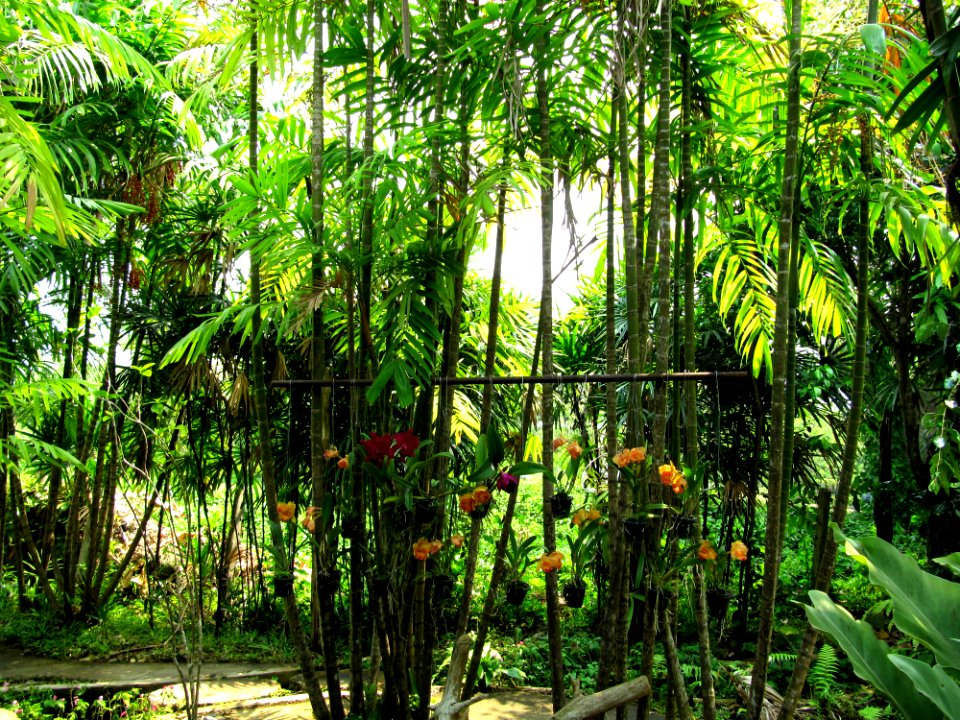 Orchidées de Thailande 06