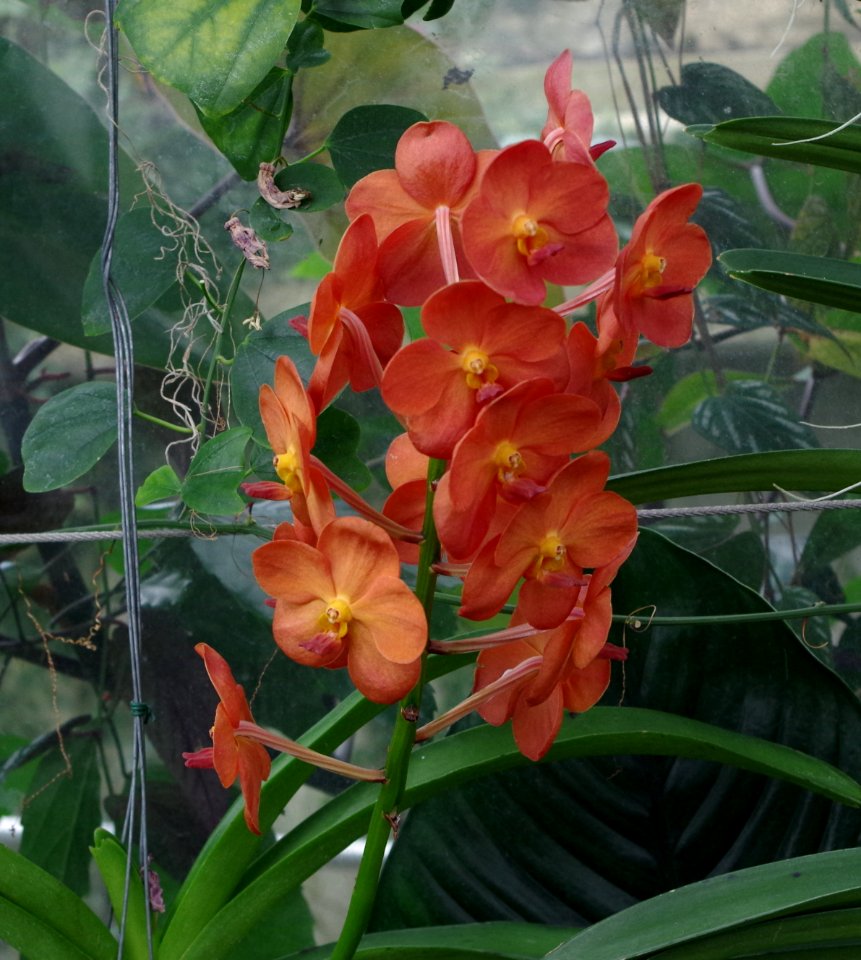 Orchidée - Kew Gardens 5