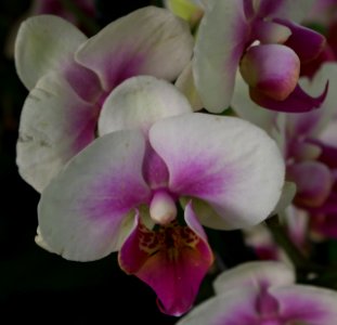 Orchidée aa photo