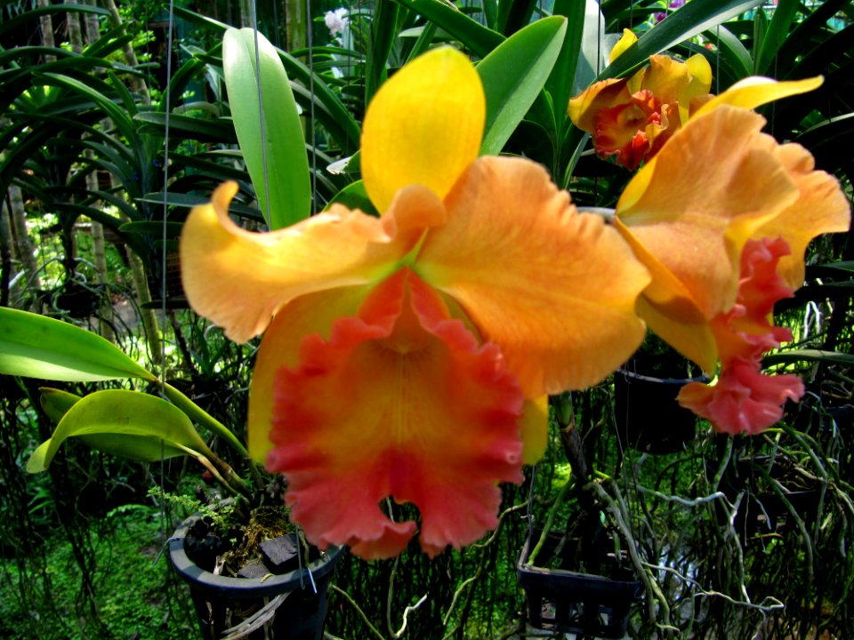 Orchidées de Thailande 4