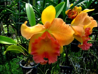 Orchidées de Thailande 4