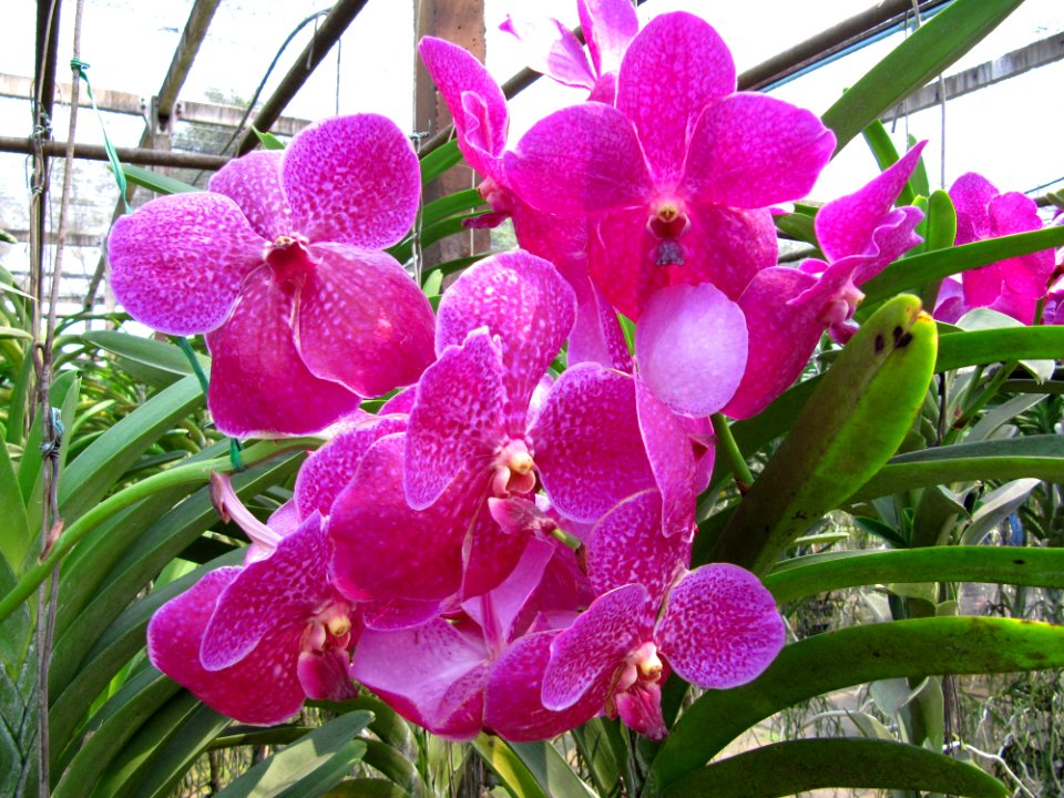 Orchidées de Thailande 04