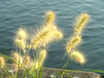 Ornament grass along the Main River - Würzburg, Germany - DSC02909