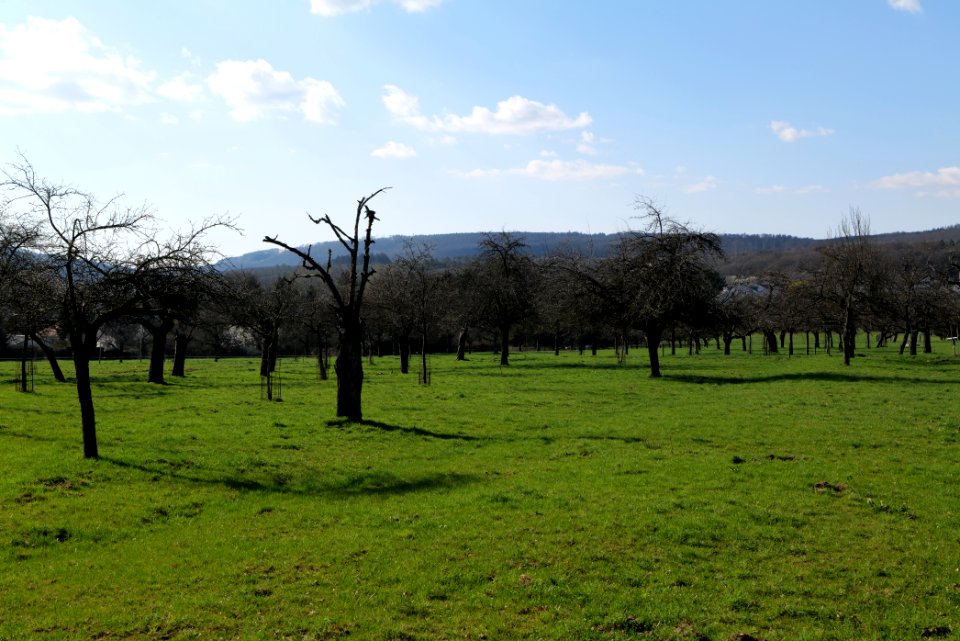 Orchard in Köppern 2021-04-02 08
