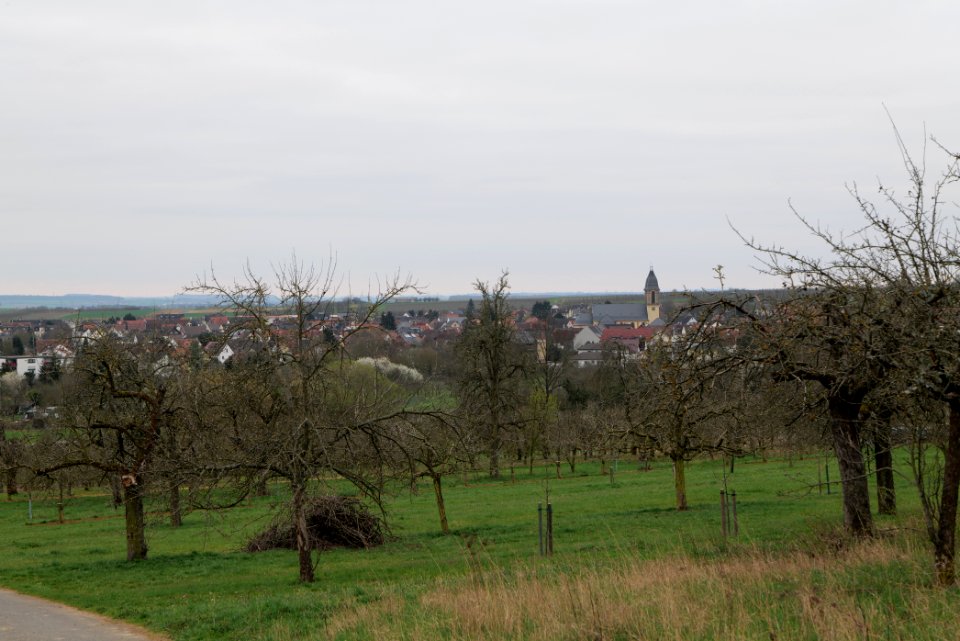 Orchard Ockstadt 2021-04-02 30