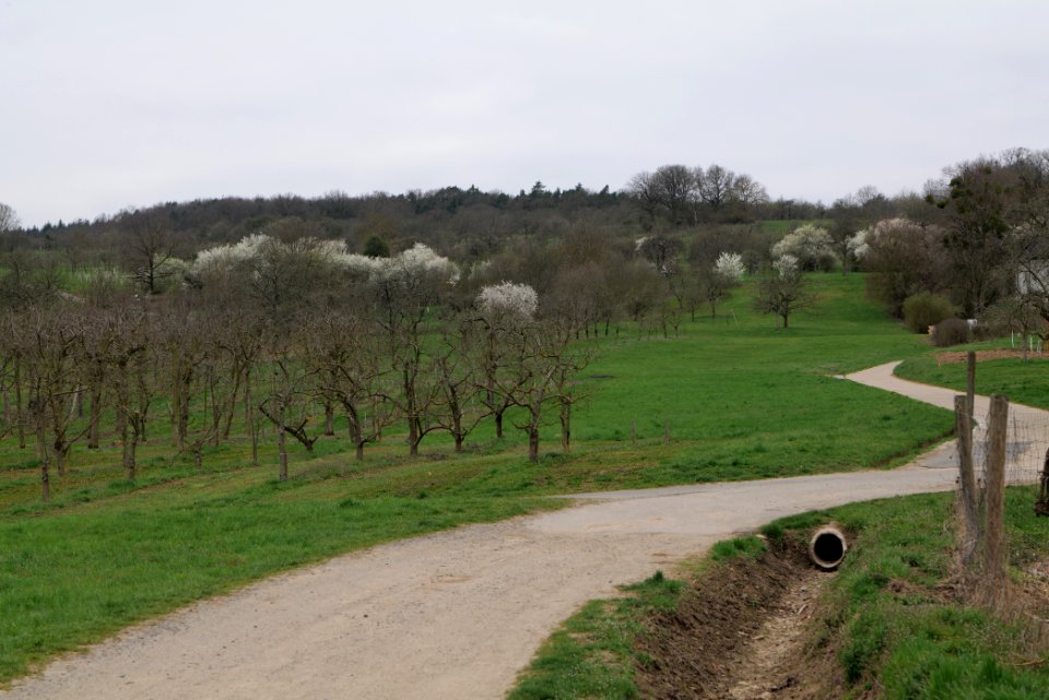 Orchard Ockstadt 2021-04-02 11