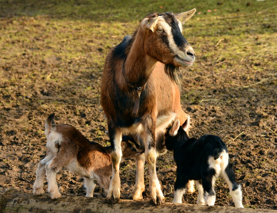 Domestic goat lambs small goat