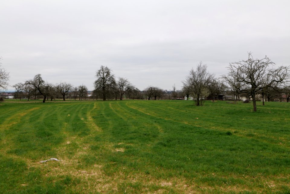 Orchard Ockstadt 2021-04-02 06
