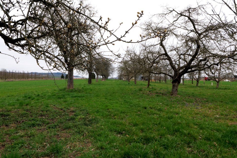 Orchard Ockstadt 2021-04-02 01