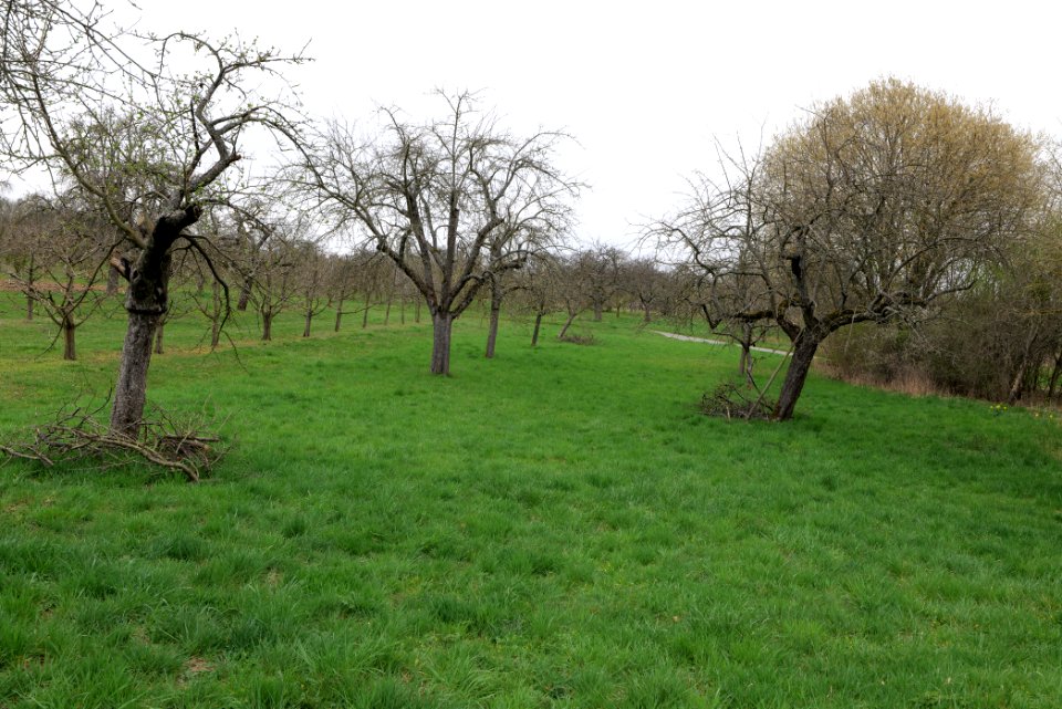 Orchard Ockstadt 2021-04-02 15