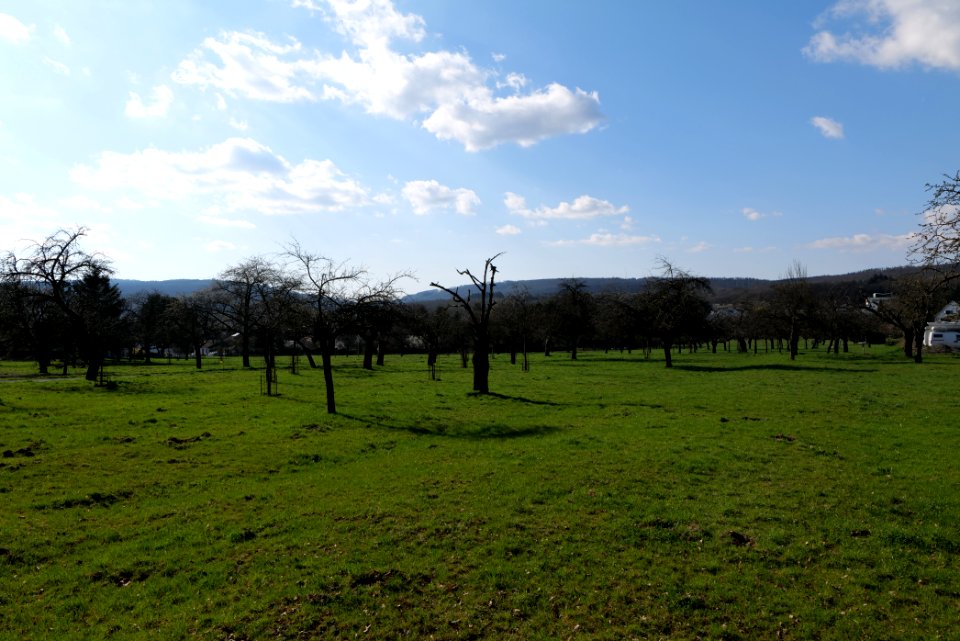 Orchard in Köppern 2021-04-02 02
