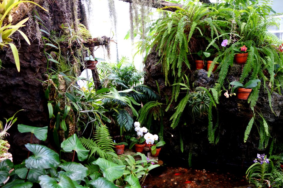 Orchid House - Krohn Conservatory - DSC03563