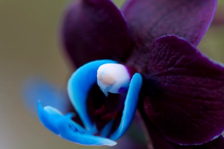 Orchid In Focus (211418027)
