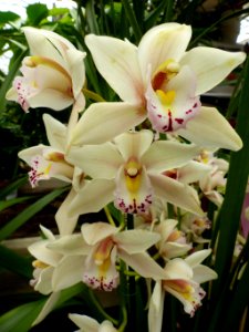 Orchid From The Tropics (188074753)