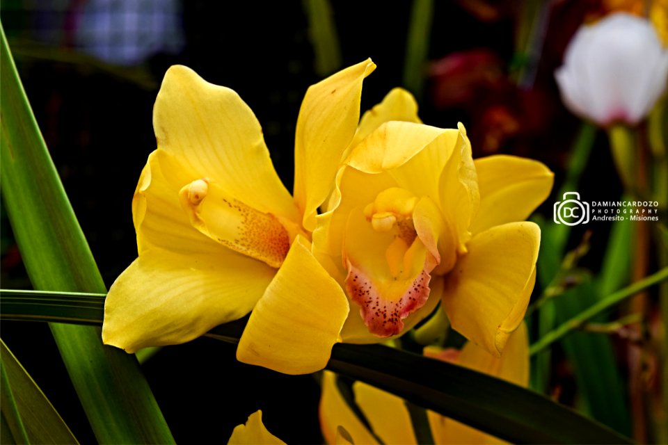 Orchid Yellow (204325989)
