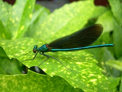 Dragonfly sheet summer