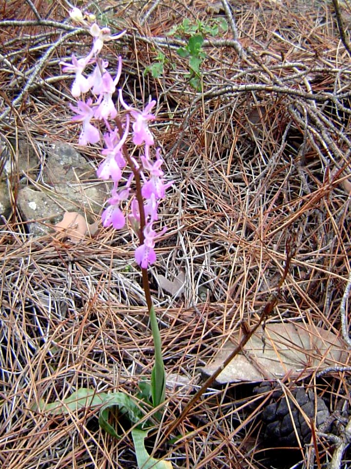 Orchidee in Paphos forest, Cyprus 2004