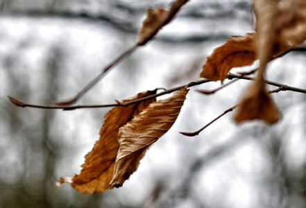 Leaves autumn leaf tree leaf