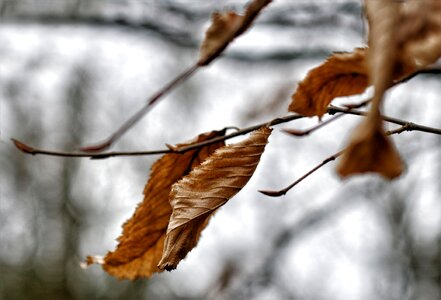 Leaves autumn leaf tree leaf photo