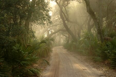 Cumberland island georgia usa