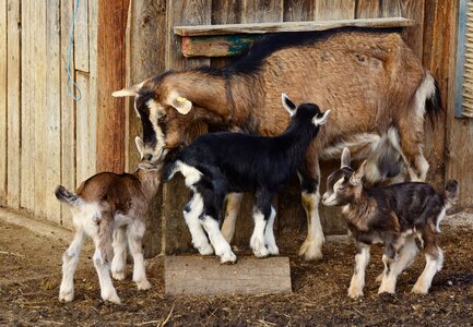 Domestic goat lambs small goat photo