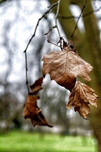 Leaves autumn leaf tree leaf photo