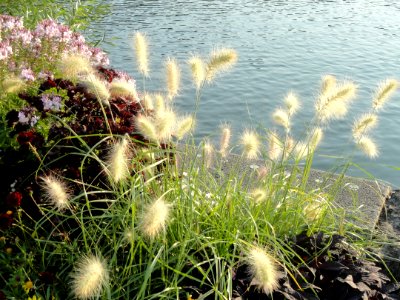 Ornament grass along the Main River - Würzburg, Germany - DSC02910