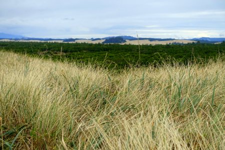 Oregon Dunes National Recreation Area - DSC09684
