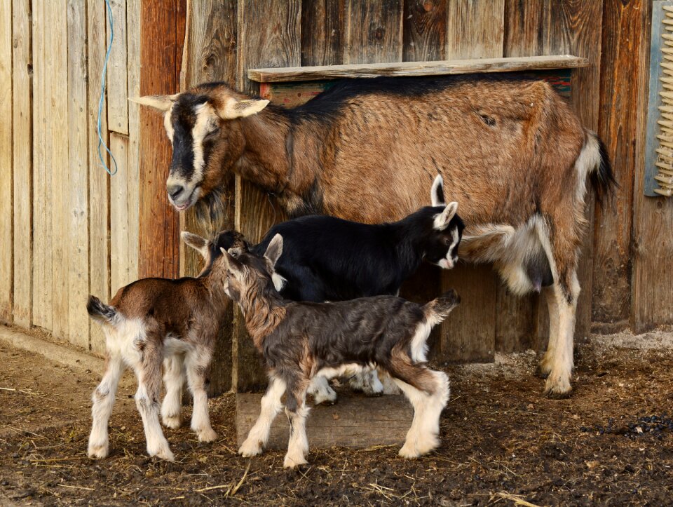 Domestic goat lambs small goat
