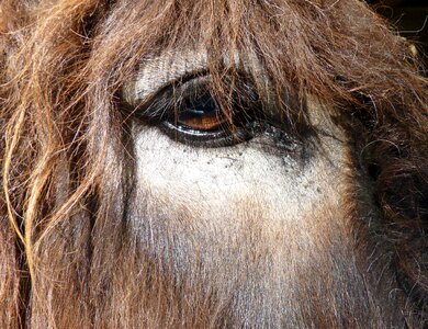 Equine œil close up