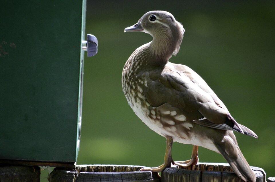 Duck water bird feeding