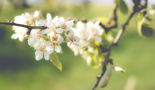 Spring blossom bloom photo