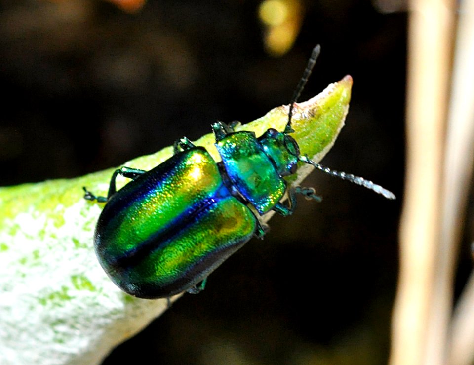 Oreina-alpestris-08-fws
