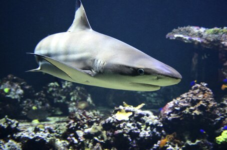 Predatory fish hunter shark photo