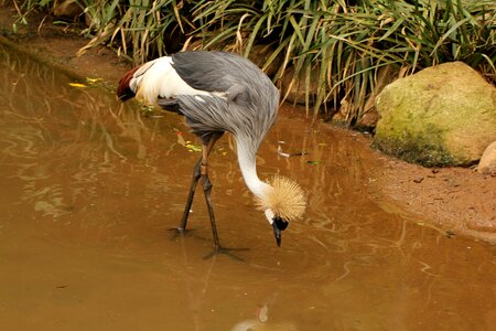 Walking on the lake looking for food bird photo