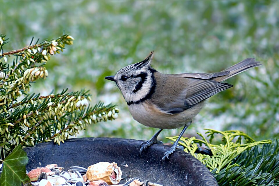 Lubatumtit winter food
