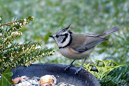 Lubatumtit winter food