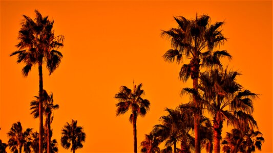 Exotic nature orange