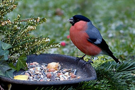Male winter food