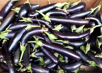 Orient Express eggplants 2017 A