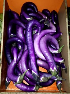 Orient Charm eggplants 2017 B
