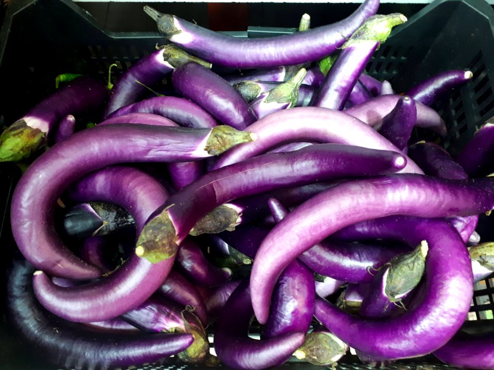 Orient Charm eggplants 2017 A
