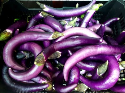 Orient Charm eggplants 2017 A
