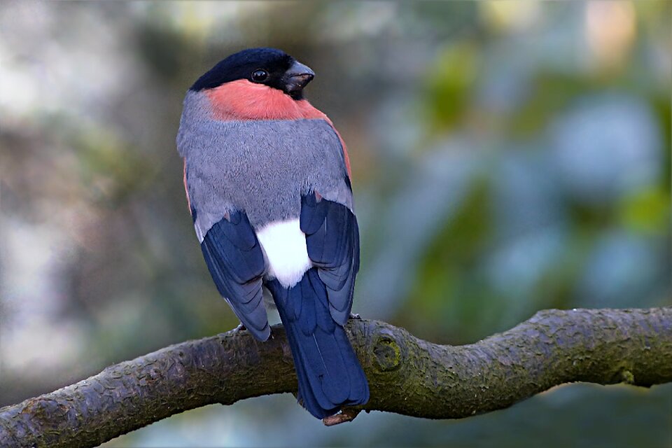 Male winter foraging