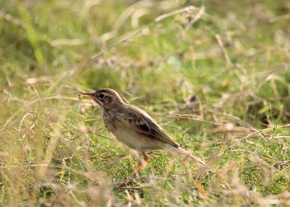 Oriental Pipit (182114627)